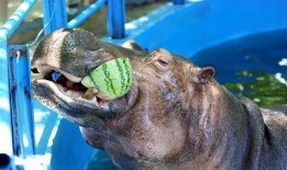 动物看戏吃瓜视频大全免费观看,动物版“吃瓜群众”精彩瞬间大盘点